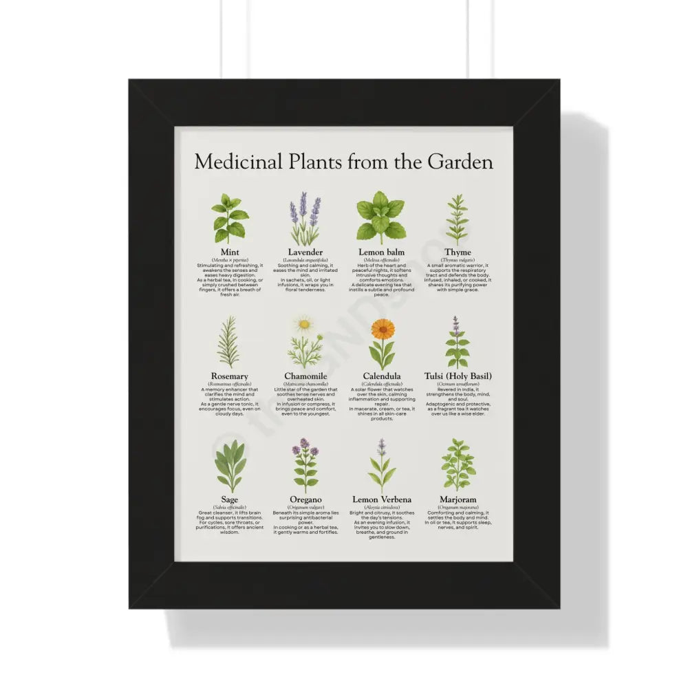 Framed Poster Medicinal Plants from the Garden Black / 11’’ x 14’’ Poster