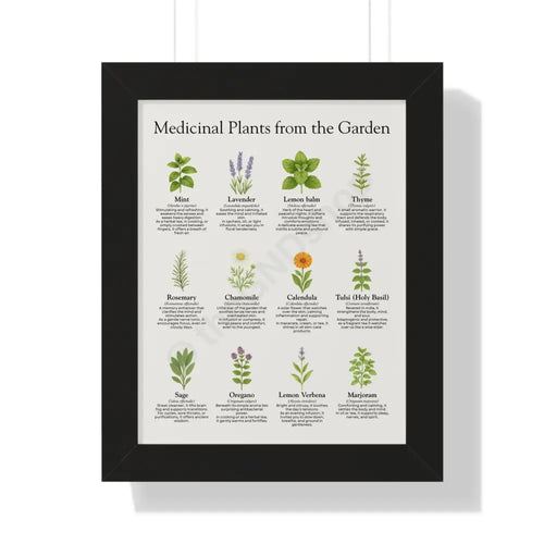 Framed Poster Medicinal Plants from the Garden Black / 11’’ x 14’’ Poster