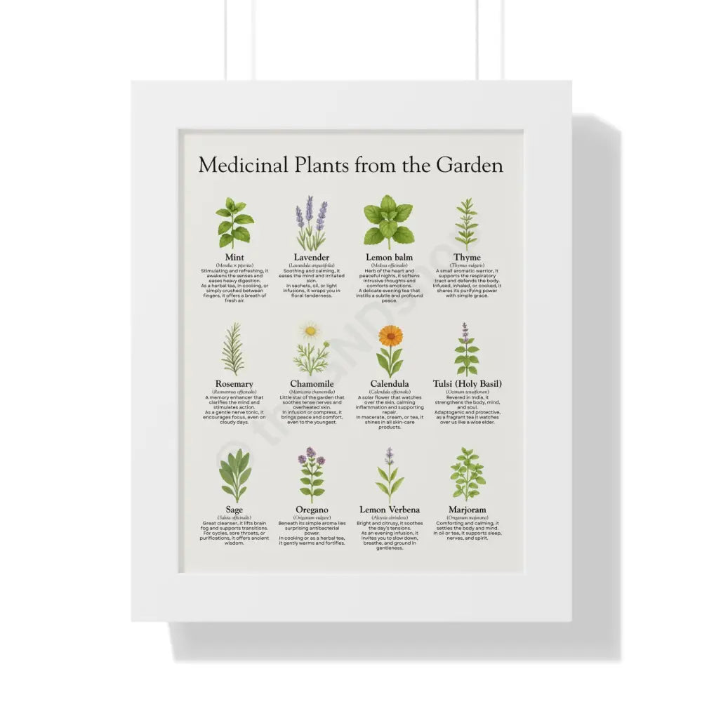 Framed Poster Medicinal Plants from the Garden White / 11’’ x 14’’ Poster