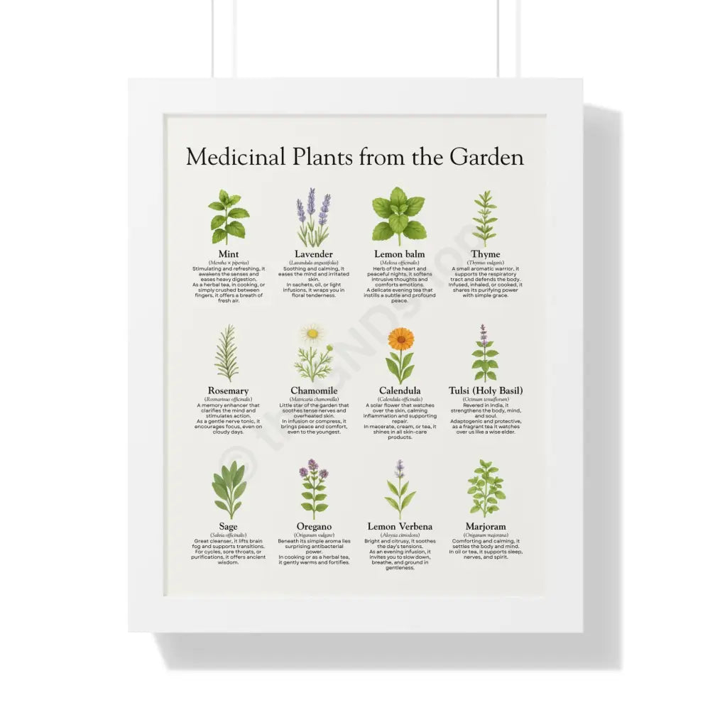 Framed Poster Medicinal Plants from the Garden White / 16″ x 20″ Poster