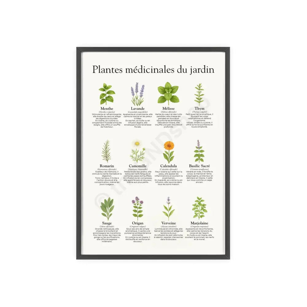 Poster encadré Plantes médicinales du jardin 11.7’’ x 16.5’’ (Vertical) / Black Frame / Satin Poster