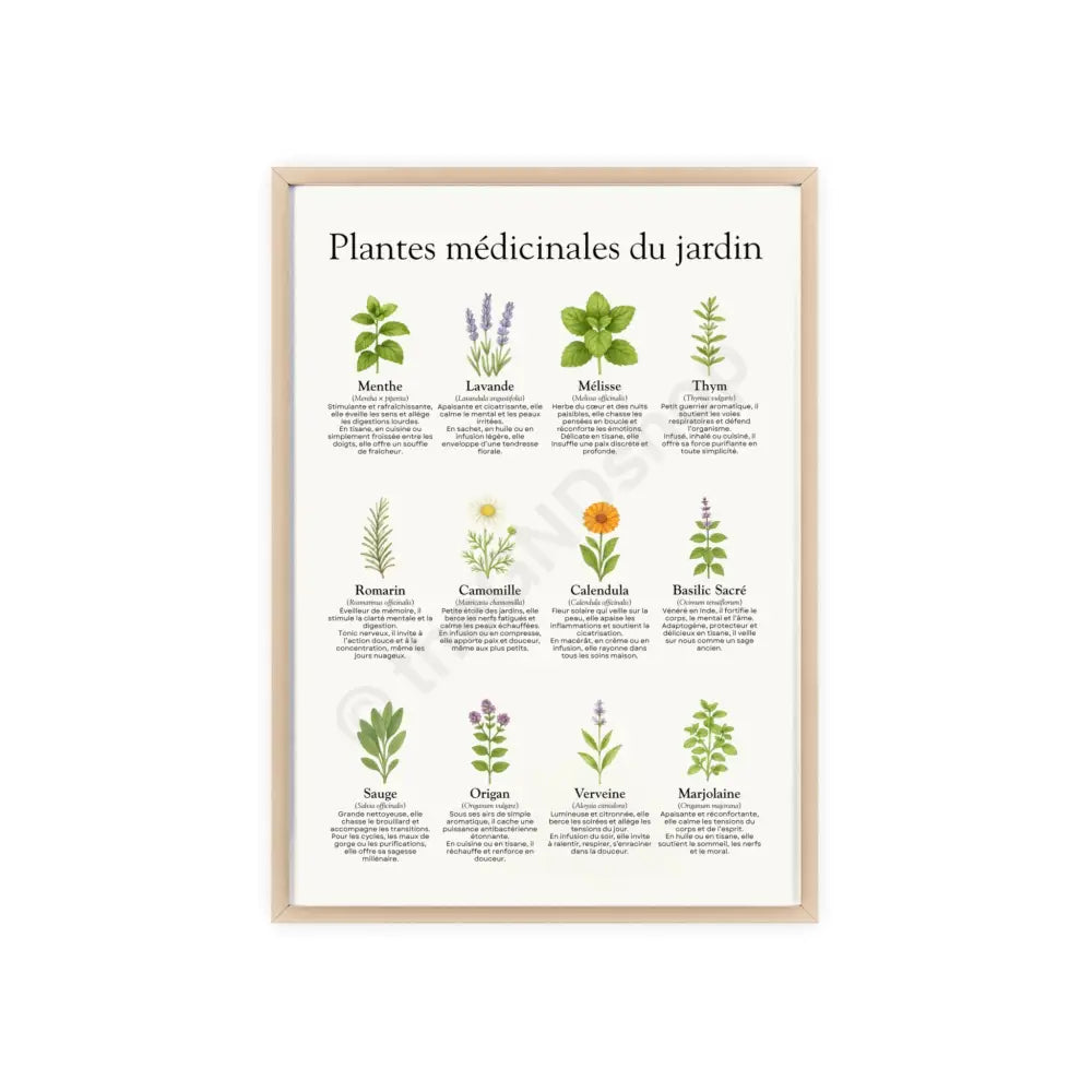 Poster encadré Plantes médicinales du jardin 11.7’’ x 16.5’’ (Vertical) / Natural Wood Frame / Satin Poster