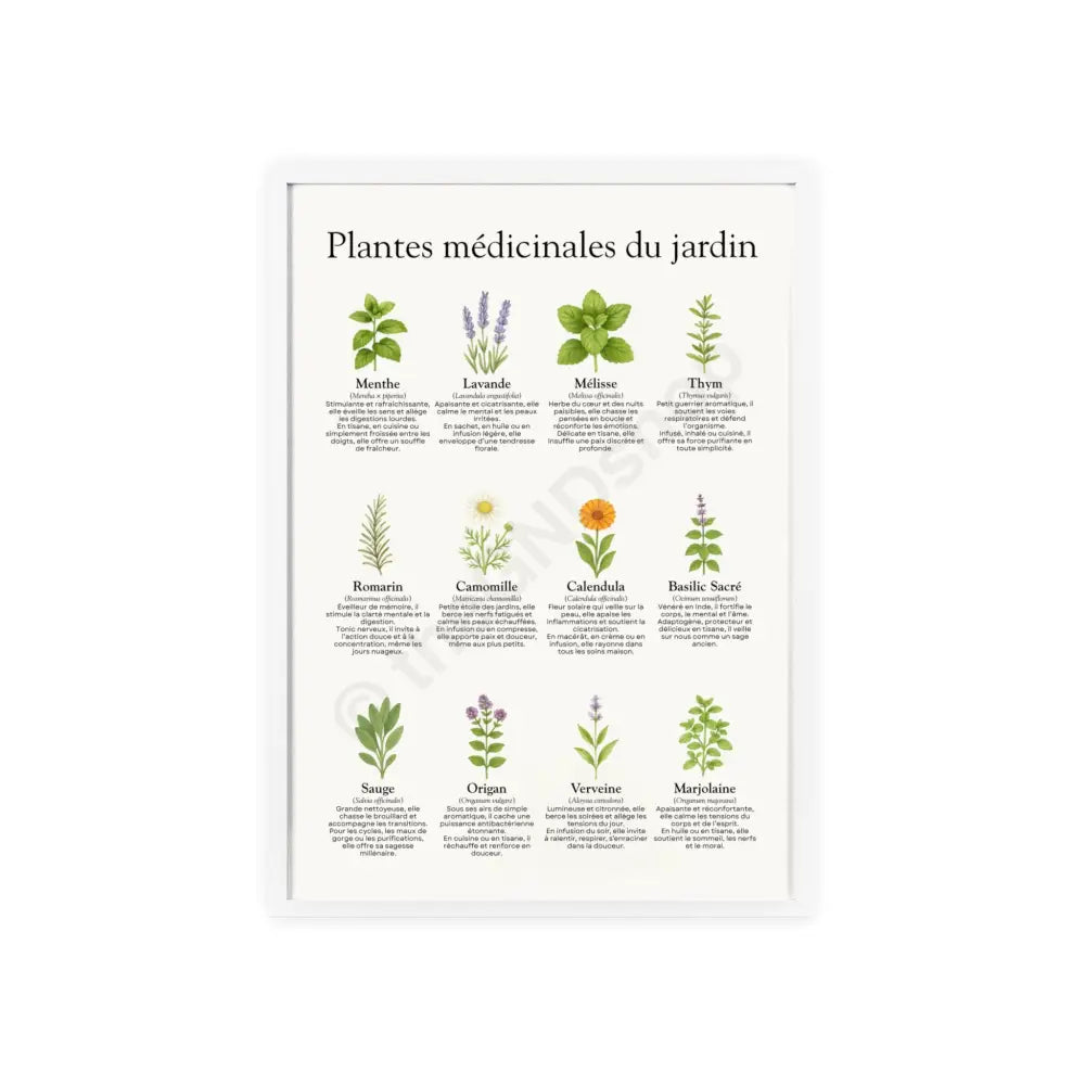 Poster encadré Plantes médicinales du jardin 11.7’’ x 16.5’’ (Vertical) / White Frame / Satin Poster
