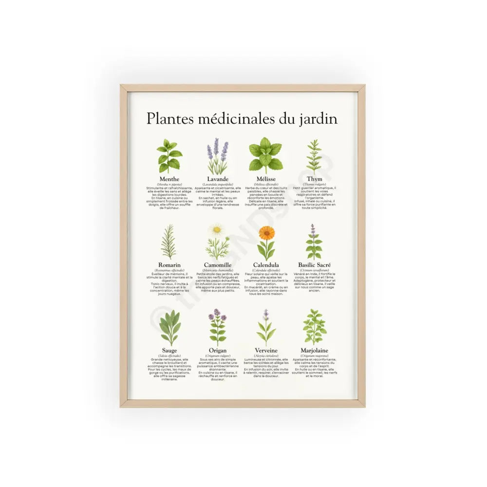 Poster encadré Plantes médicinales du jardin 12″ x 16″ (Vertical) / Natural Wood Frame / Matte Poster