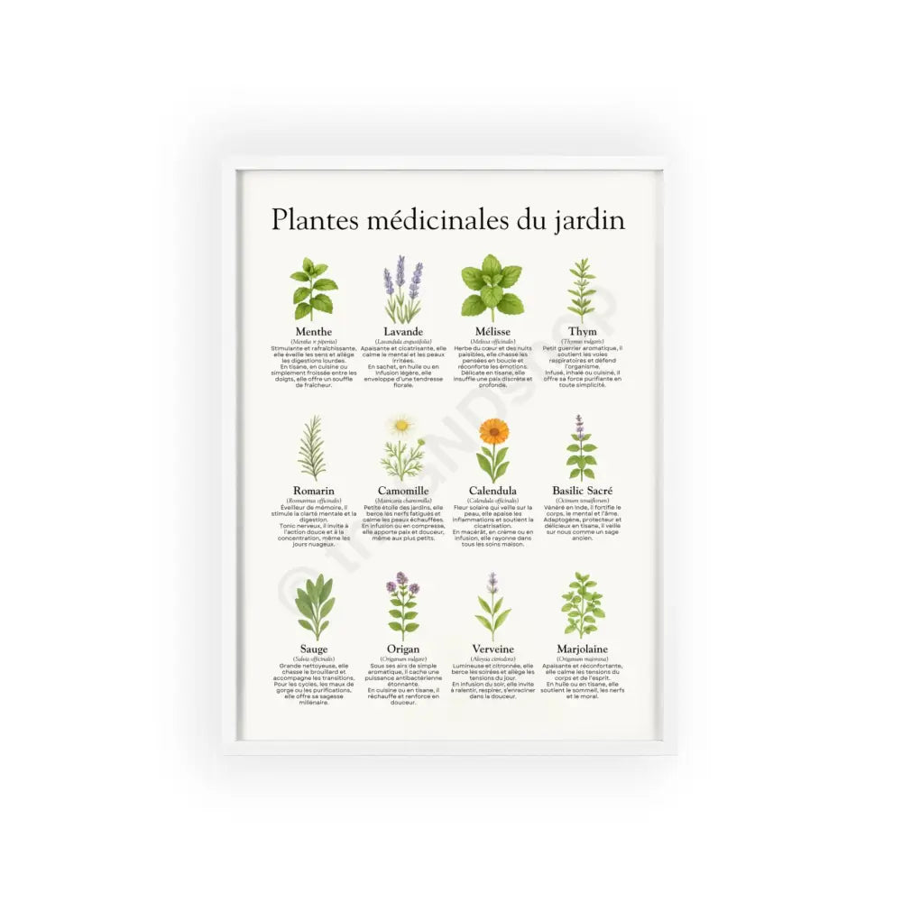 Poster encadré Plantes médicinales du jardin 12″ x 16″ (Vertical) / White Frame / Matte Poster