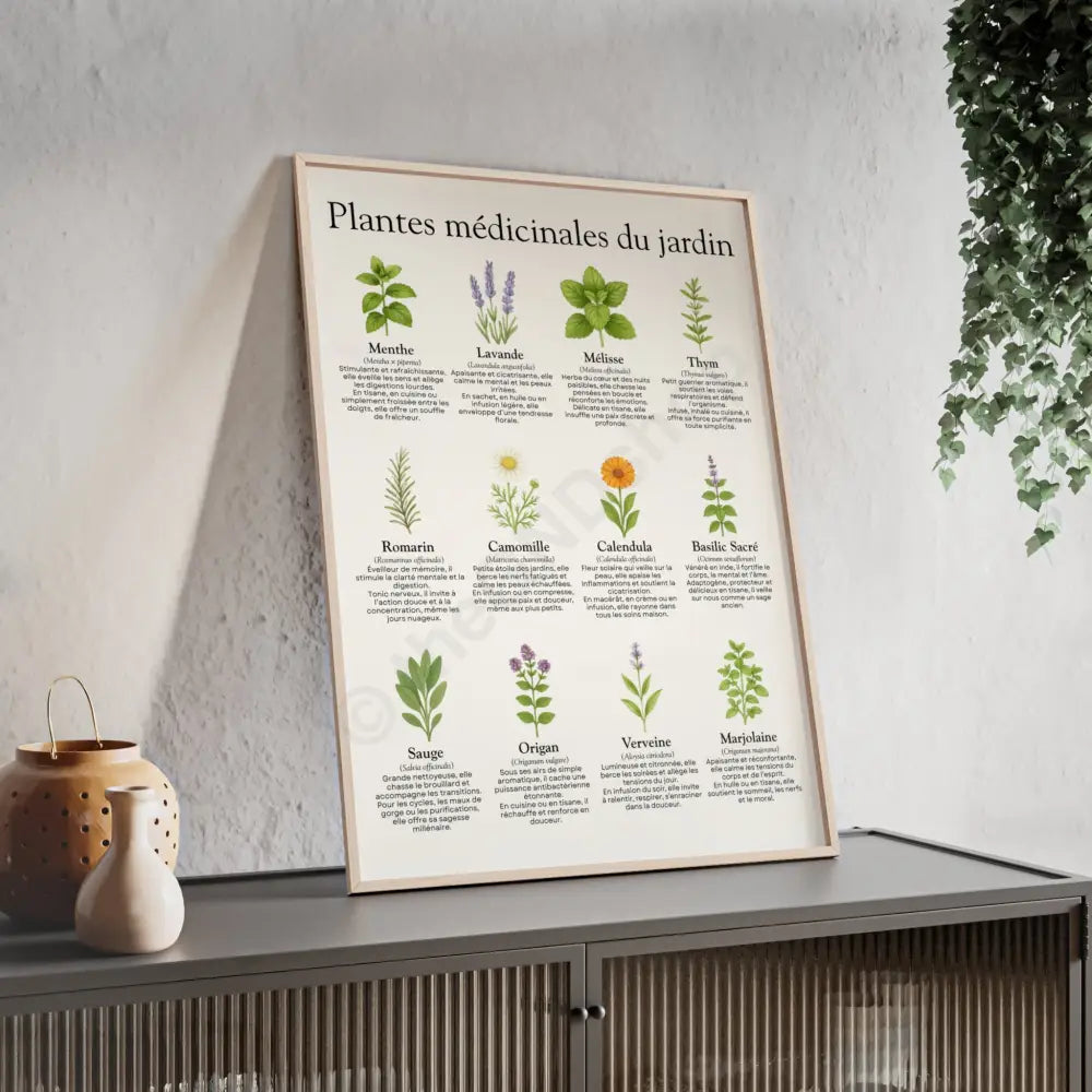 Poster encadré Plantes médicinales du jardin Poster