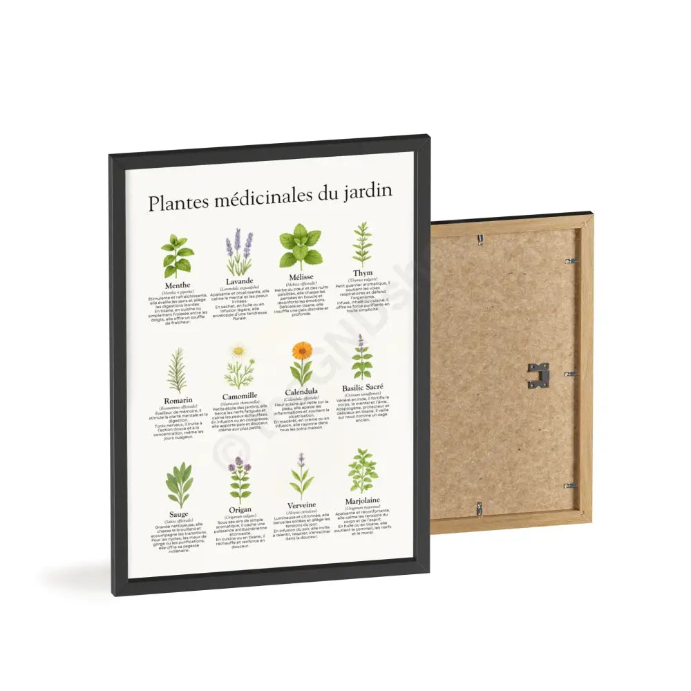 Poster encadré Plantes médicinales du jardin Poster
