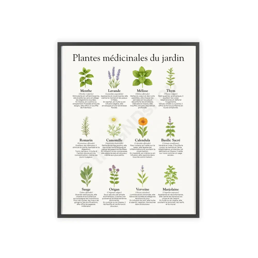 Poster encadré Plantes médicinales du jardin 16’’ x 20’’ (Vertical) / Black Frame / Matte Poster