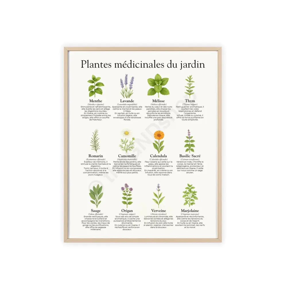 Poster encadré Plantes médicinales du jardin 16’’ x 20’’ (Vertical) / Natural Wood Frame / Satin Poster