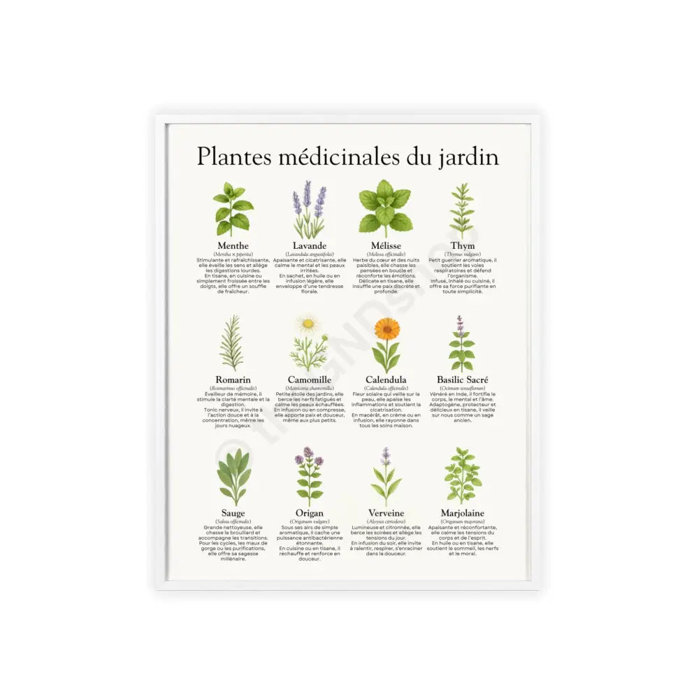 Poster encadré Plantes médicinales du jardin 16’’ x 20’’ (Vertical) / White Frame / Matte Poster