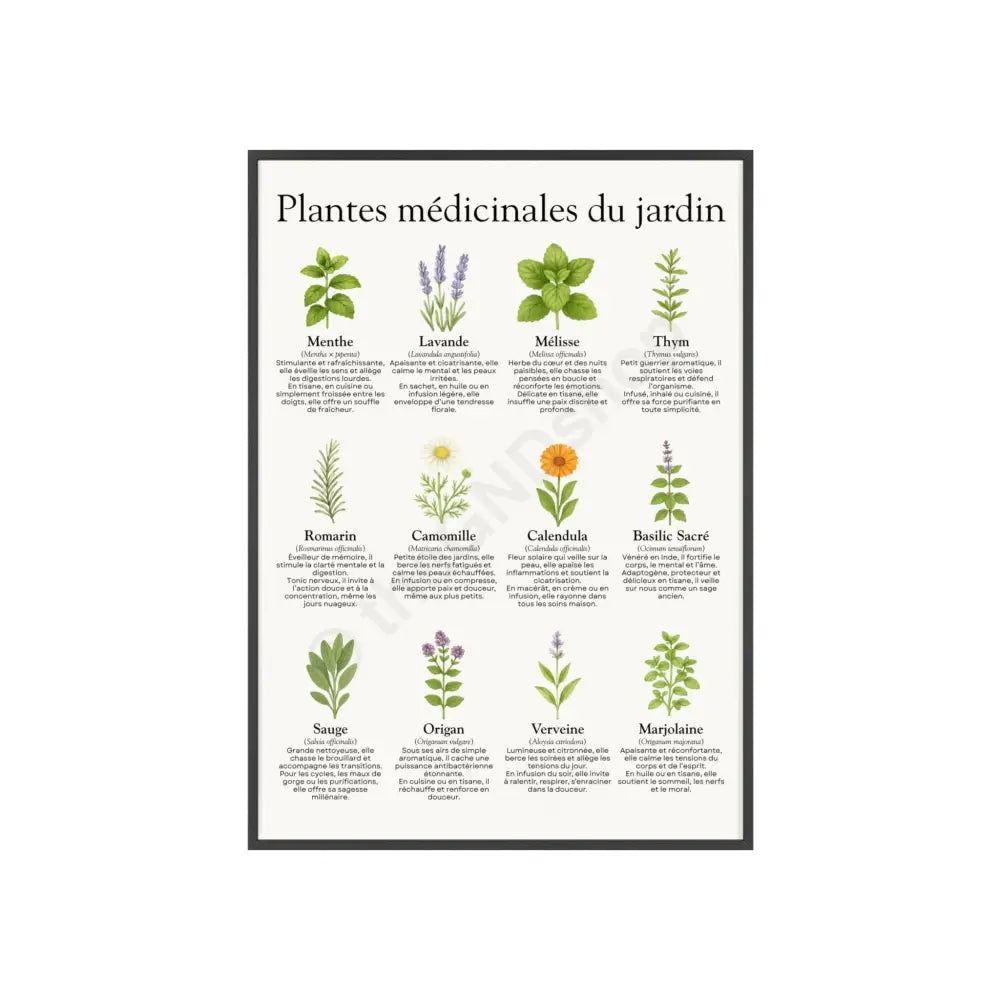 Poster encadré Plantes médicinales du jardin 20″ x 28″ (Vertical) / Black Frame / Satin Poster