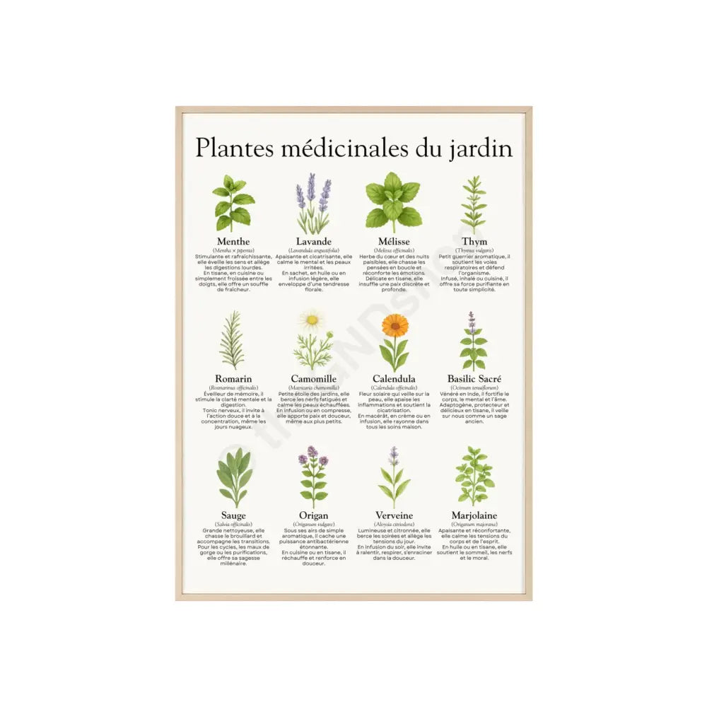 Poster encadré Plantes médicinales du jardin 20″ x 28″ (Vertical) / Natural Wood Frame / Matte Poster