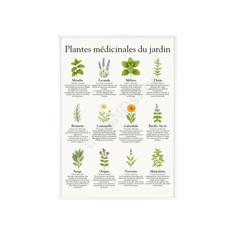 Poster encadré Plantes médicinales du jardin 20″ x 28″ (Vertical) / White Frame / Matte Poster