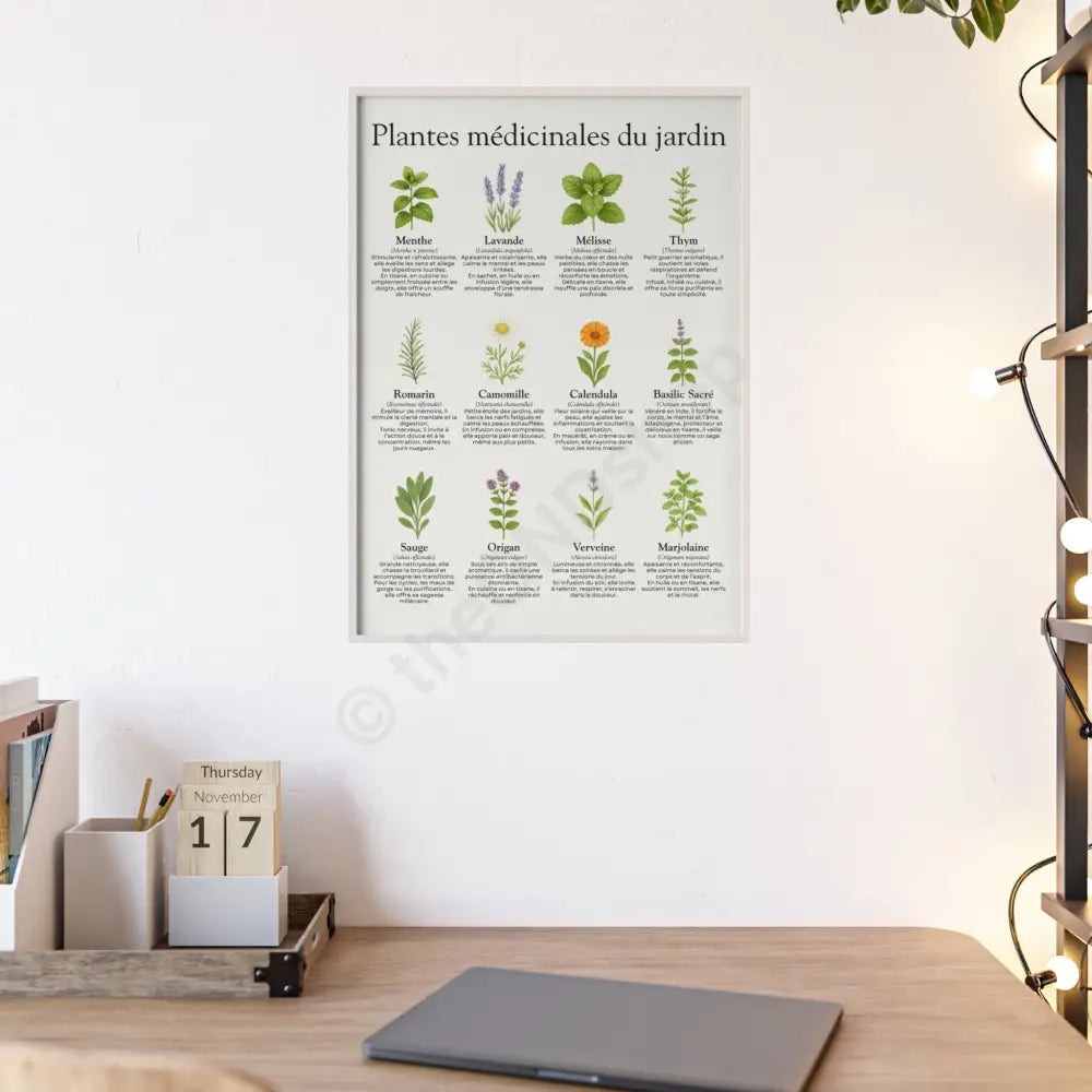 Poster encadré Plantes médicinales du jardin Poster