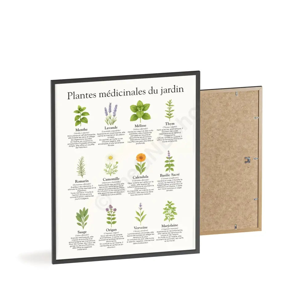 Poster encadré Plantes médicinales du jardin Poster