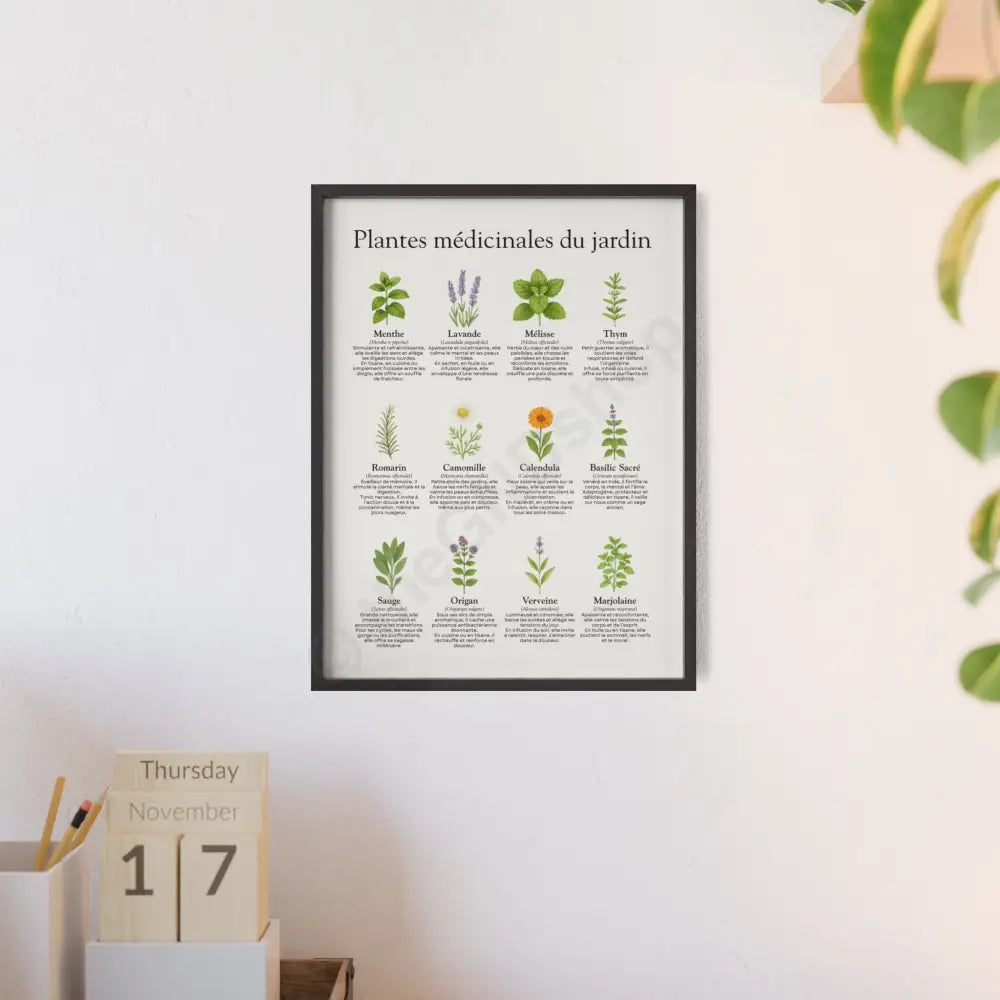 Poster encadré Plantes médicinales du jardin Poster