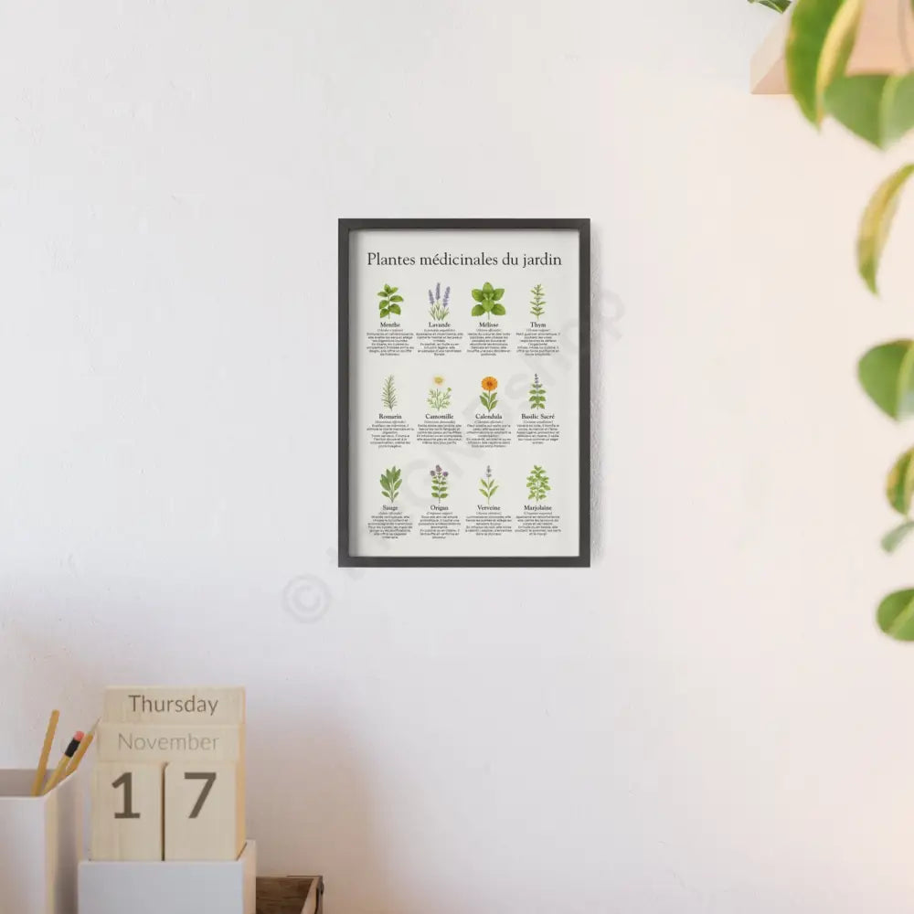 Poster encadré Plantes médicinales du jardin Poster