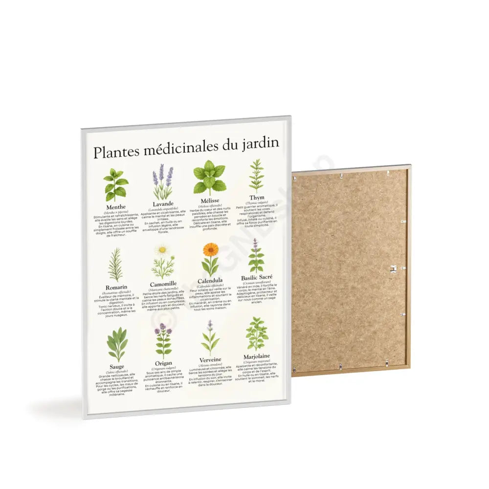 Poster encadré Plantes médicinales du jardin Poster