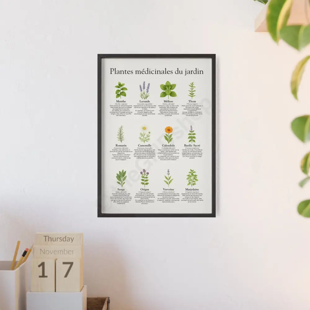 Poster encadré Plantes médicinales du jardin Poster