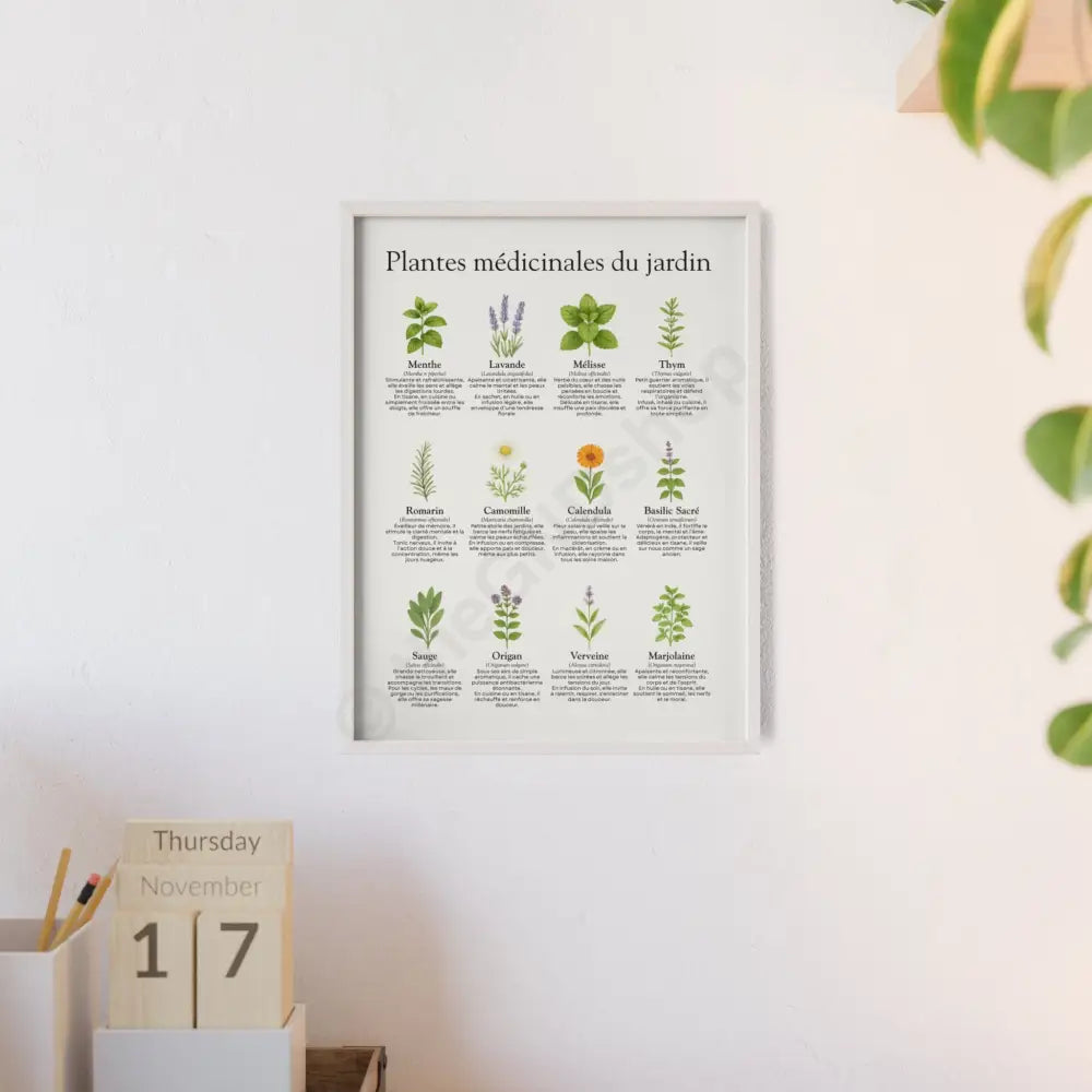 Poster encadré Plantes médicinales du jardin Poster