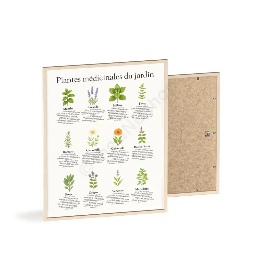 Poster encadré Plantes médicinales du jardin Poster