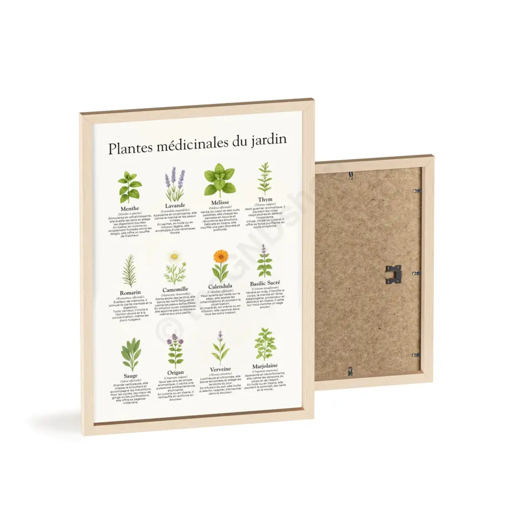 Poster encadré Plantes médicinales du jardin Poster