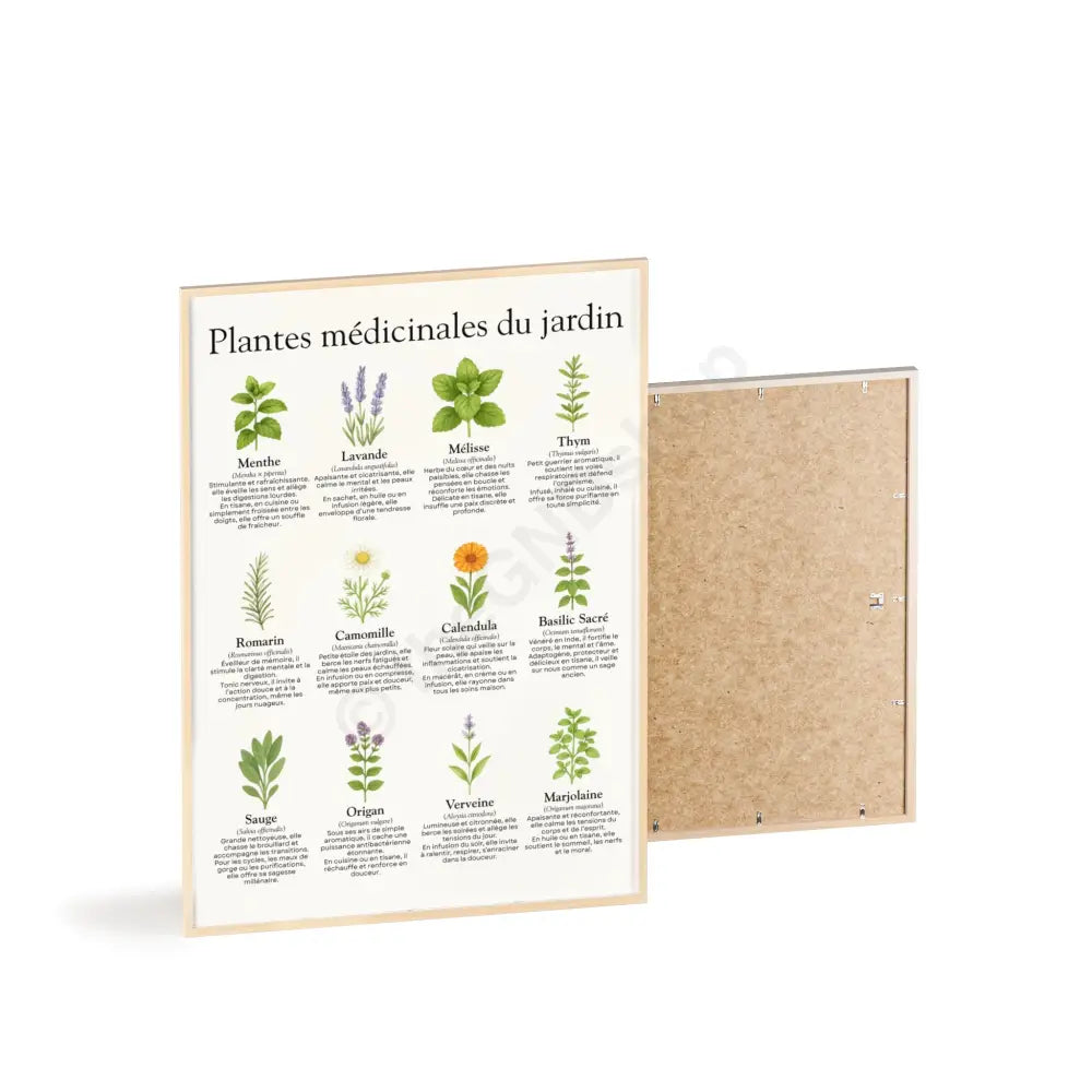 Poster encadré Plantes médicinales du jardin Poster