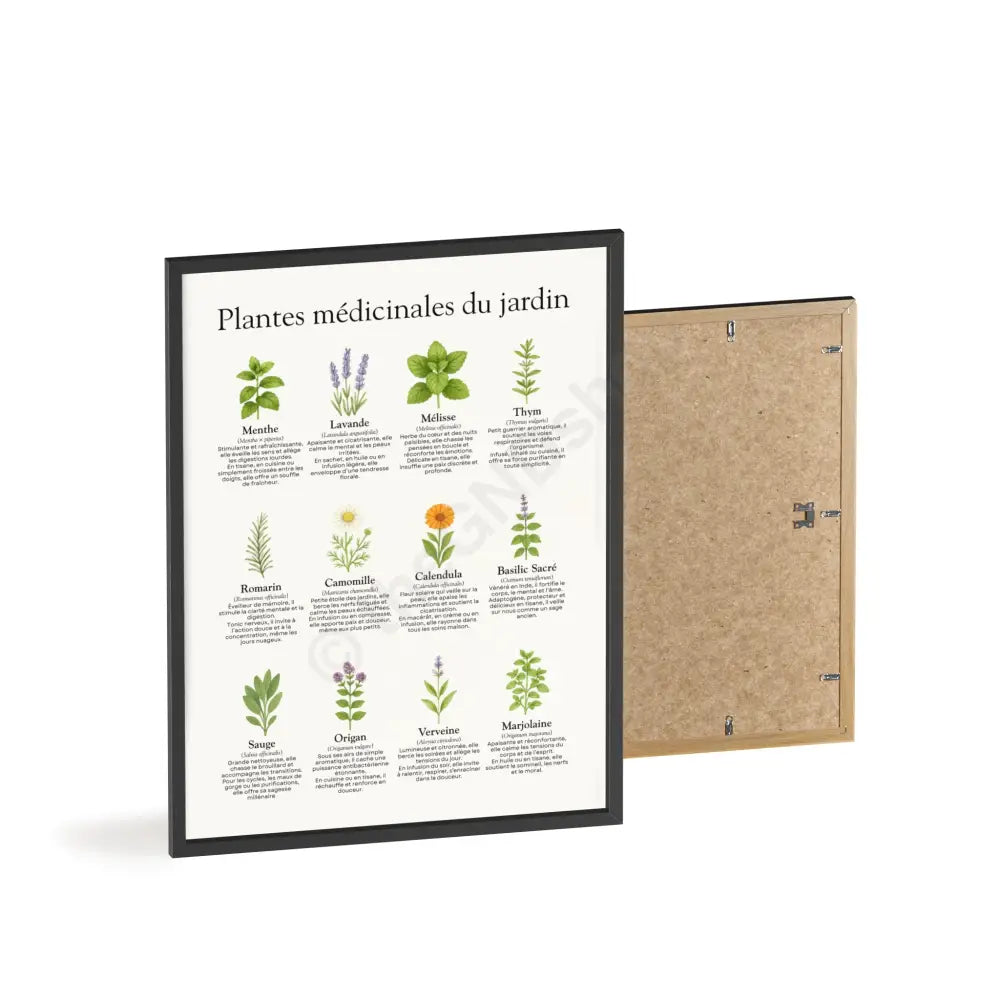 Poster encadré Plantes médicinales du jardin Poster