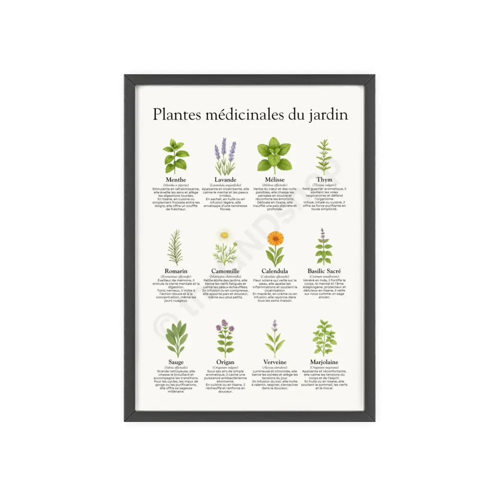 Poster encadré Plantes médicinales du jardin 8.3’’ x 11.7’’ (Vertical) / Black Frame / Satin Poster