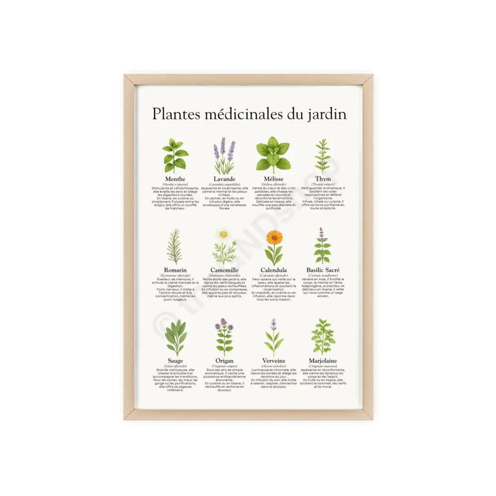 Poster encadré Plantes médicinales du jardin 8.3’’ x 11.7’’ (Vertical) / Natural Wood Frame / Satin Poster