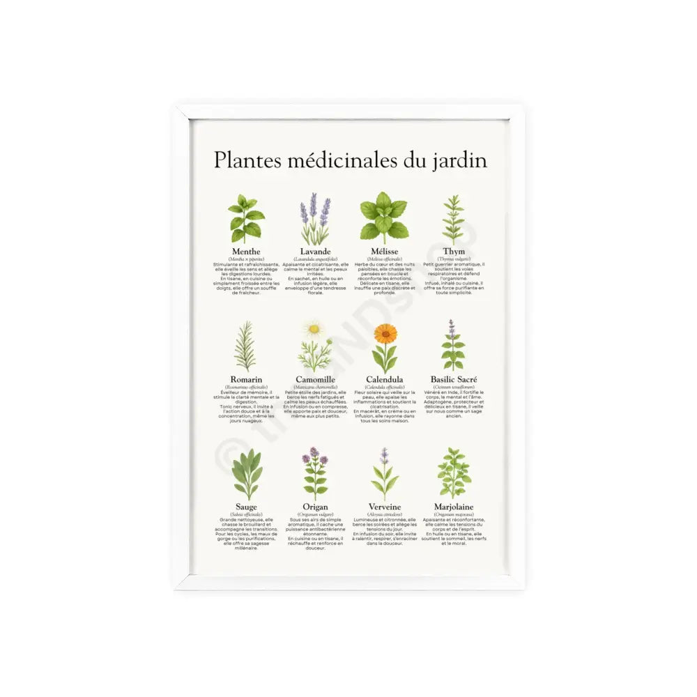 Poster encadré Plantes médicinales du jardin 8.3’’ x 11.7’’ (Vertical) / White Frame / Satin Poster