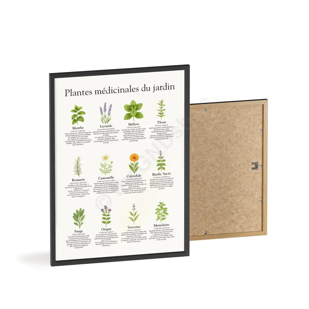 Poster encadré Plantes médicinales du jardin Poster