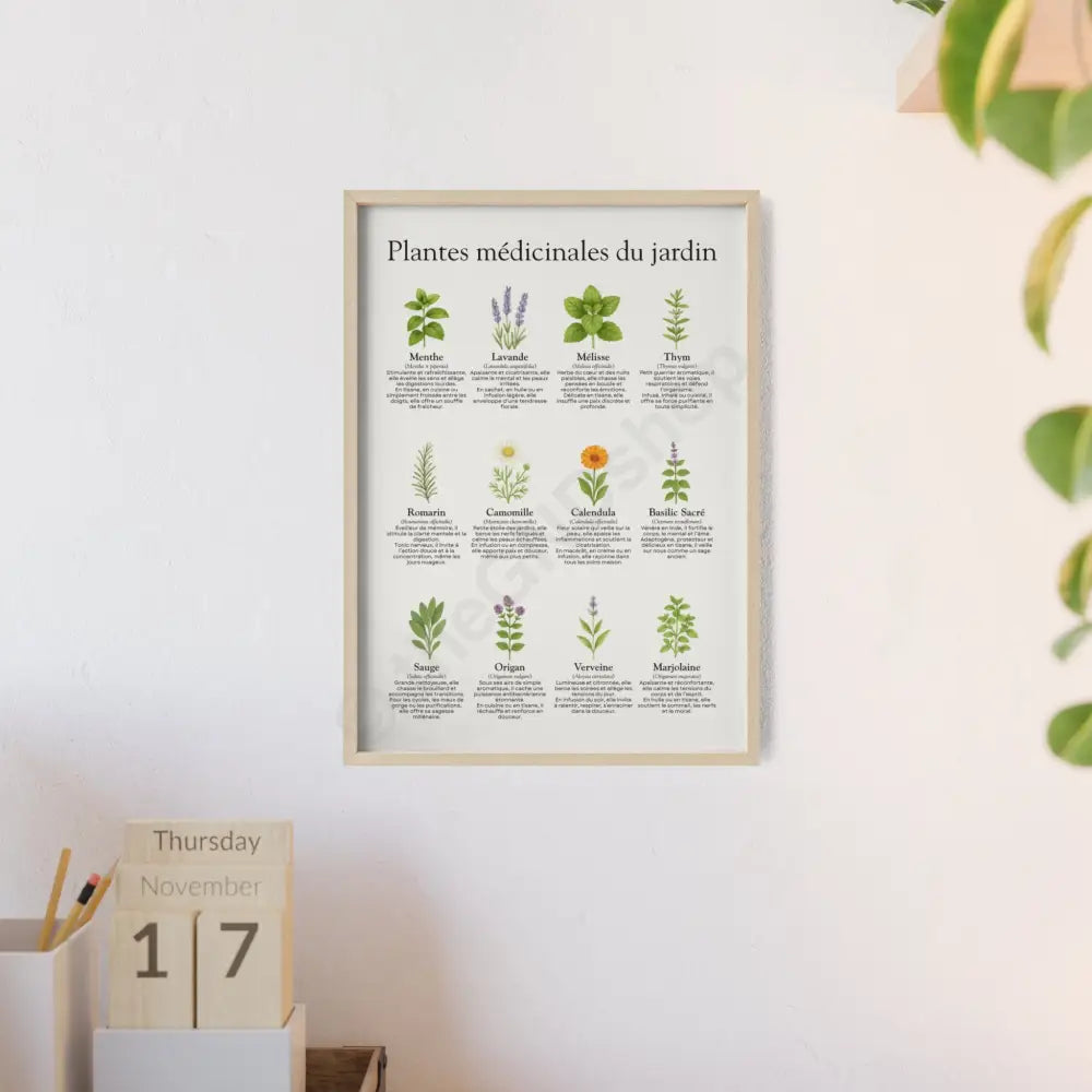 Poster encadré Plantes médicinales du jardin Poster