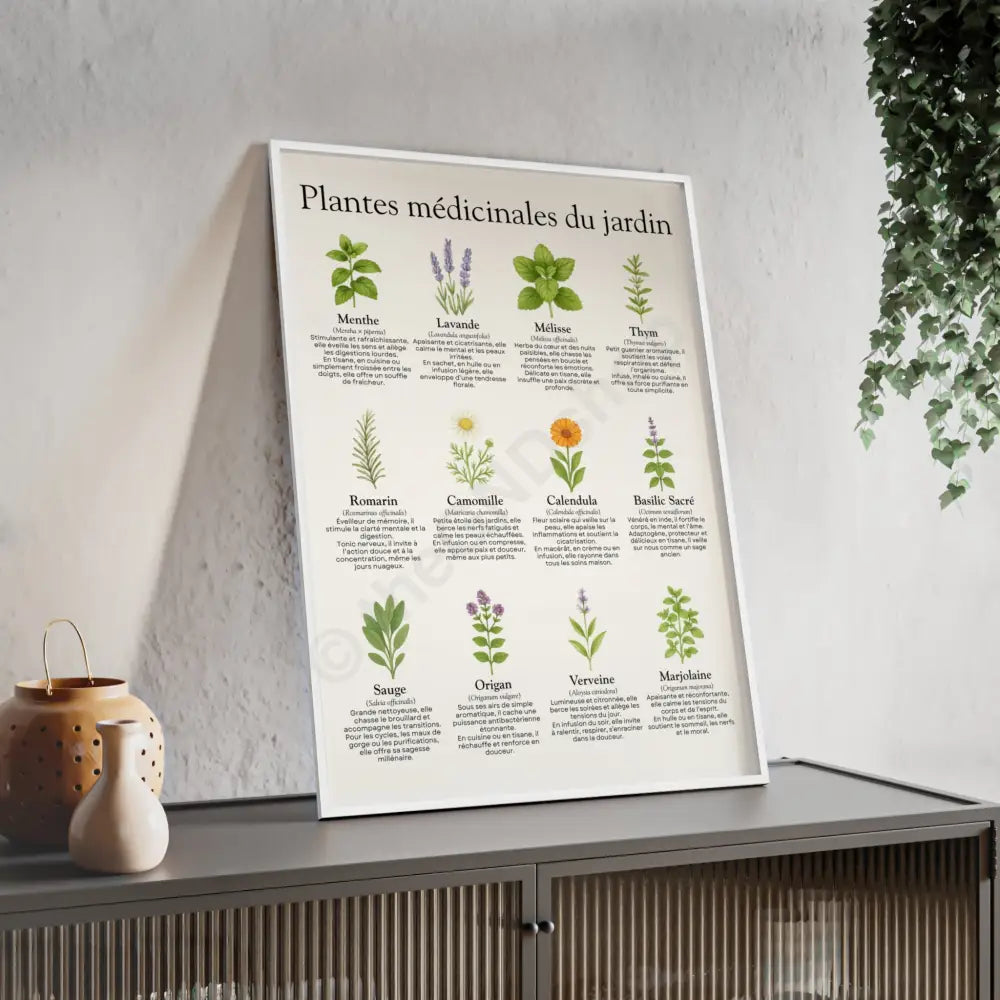 Poster encadré Plantes médicinales du jardin Poster