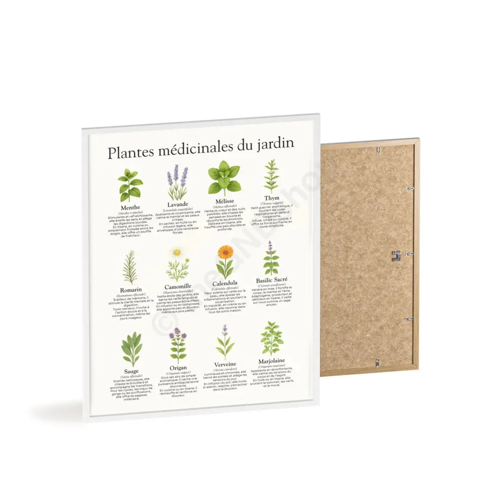 Poster encadré Plantes médicinales du jardin Poster