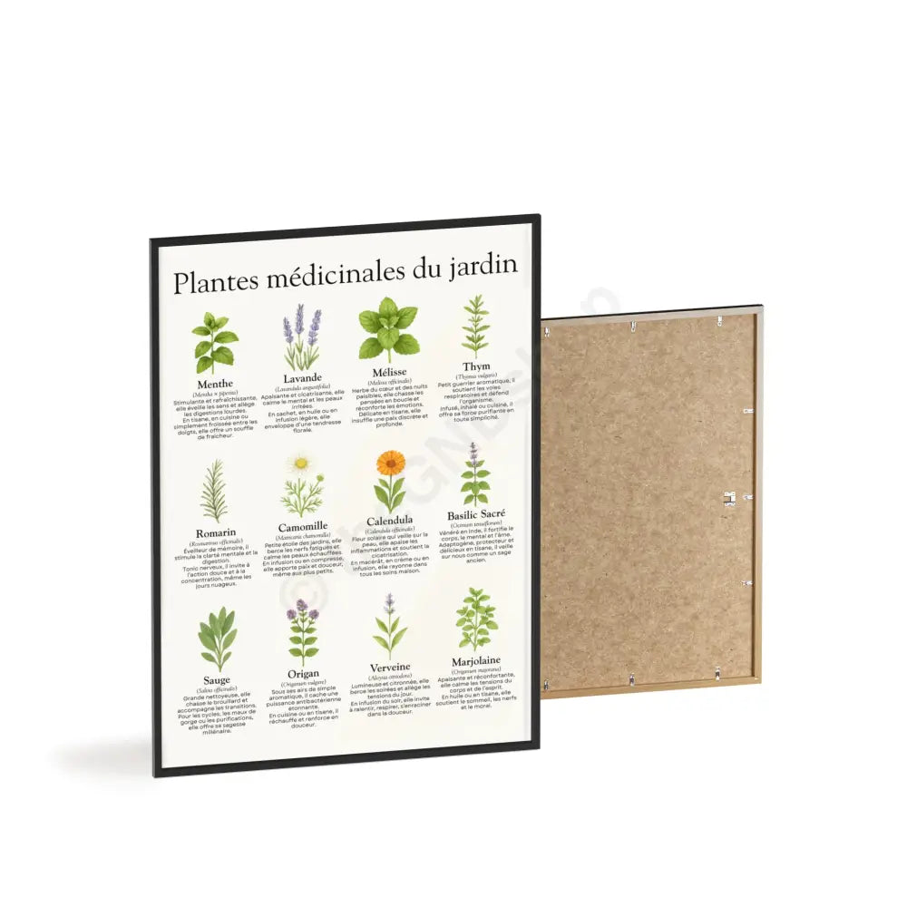 Poster encadré Plantes médicinales du jardin Poster